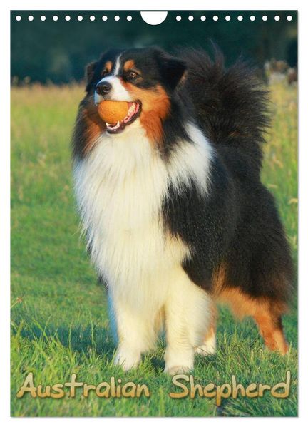 Australian Shepherd (Wandkalender 2026 DIN A4 hoch) CALVENDO Monatskalender