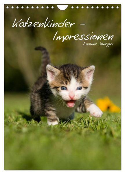 Katzenkinder - Impressionen (Wandkalender 2026 DIN A4 hoch) CALVENDO Monatskalender