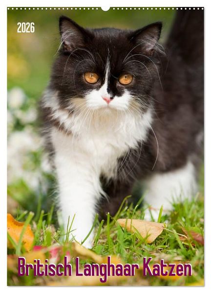 Britisch Langhaar Katzen (Wandkalender 2026 DIN A2 hoch) CALVENDO Monatskalender