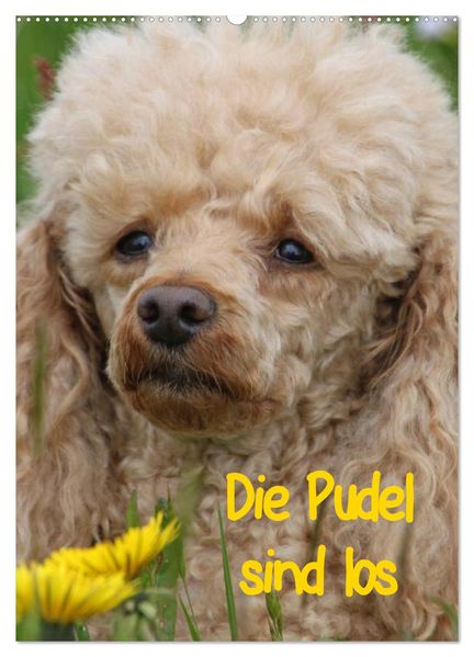 Die Pudel sind los (Wandkalender 2026 DIN A2 hoch) CALVENDO Monatskalender
