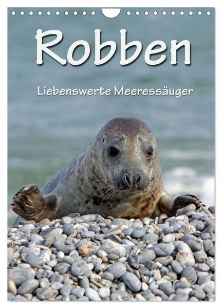 Robben (Wandkalender 2026 DIN A4 hoch) CALVENDO Monatskalender