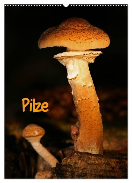 Pilze (Wandkalender 2026 DIN A2 hoch) CALVENDO Monatskalender