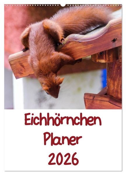Eichhörnchen Planer 2026 (Wandkalender 2026 DIN A2 hoch) CALVENDO Monatskalender