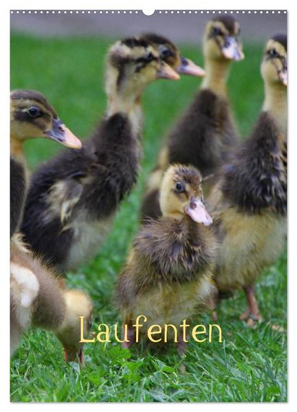 Laufenten (Wandkalender 2026 DIN A2 hoch) CALVENDO Monatskalender