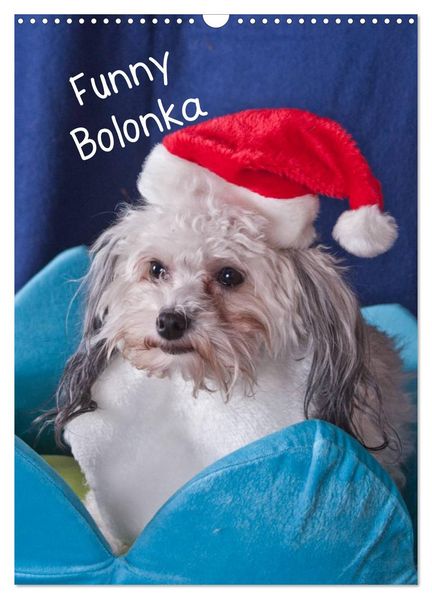 Funny Bolonka (Wandkalender 2026 DIN A3 hoch) CALVENDO Monatskalender
