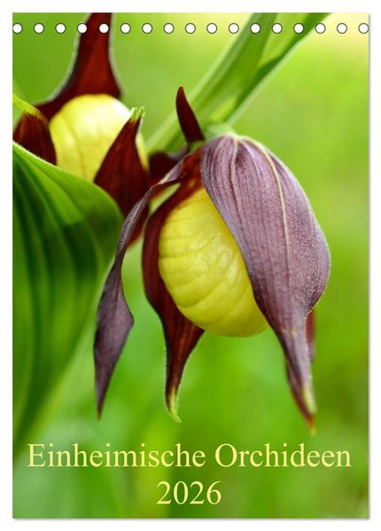 Einheimische Orchideen (Tischkalender 2026 DIN A5 hoch) CALVENDO Monatskalender