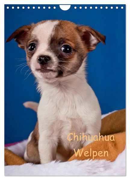 Chihuahua Welpen (Wandkalender 2026 DIN A4 hoch) CALVENDO Monatskalender