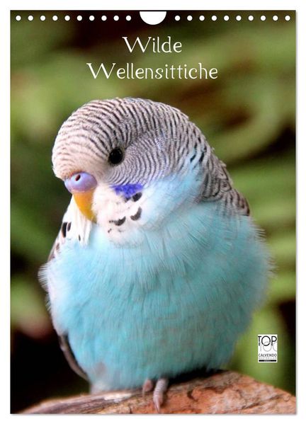 Wilde Wellensittiche (Wandkalender 2026 DIN A4 hoch) CALVENDO Monatskalender
