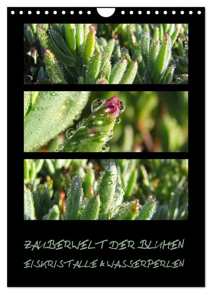 ZAUBERWELT DER BLUMEN - EISKRISTALLE & WASSERPERLEN (Wandkalender 2026 DIN A4 hoch) CALVENDO Monatskalender
