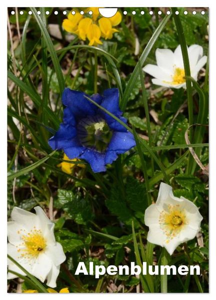 Alpenblumen (Wandkalender 2026 DIN A4 hoch) CALVENDO Monatskalender