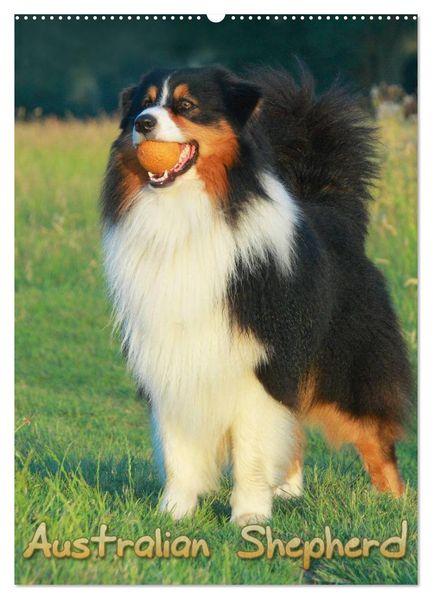 Australian Shepherd (Wandkalender 2026 DIN A2 hoch) CALVENDO Monatskalender