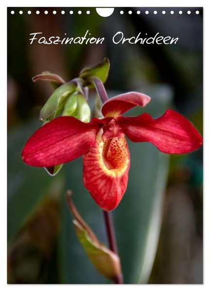 Faszination Orchideen (Wandkalender 2026 DIN A4 hoch) CALVENDO Monatskalender