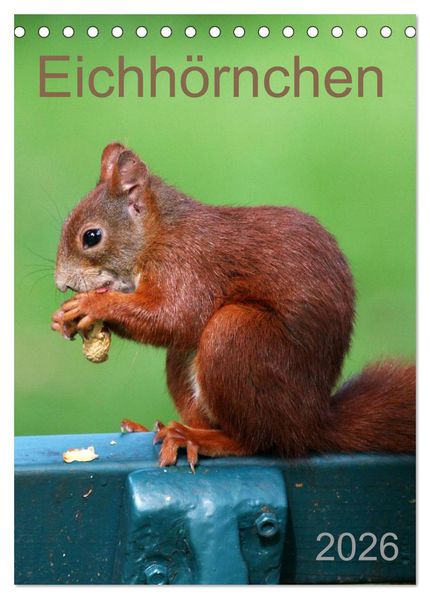 Eichhörnchen (Tischkalender 2026 DIN A5 hoch) CALVENDO Monatskalender