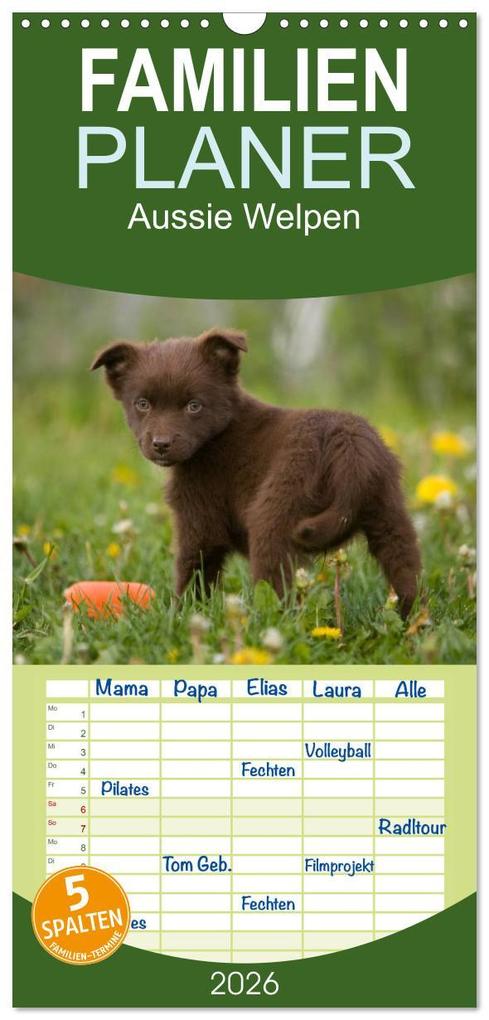 Familienplaner 2026 - Aussie Welpen 2026 mit 5 Spalten (Wandkalender 21 x 45 cm) CALVENDO