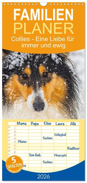 Familienplaner 2026 - Collies - Eine Liebe für immer und ewig mit 5 Spalten (Wandkalender 21 x 45 cm) CALVENDO