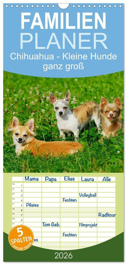 Familienplaner 2026 - Chihuahua - Kleine Hunde ganz groß mit 5 Spalten (Wandkalender 21 x 45 cm) CALVENDO