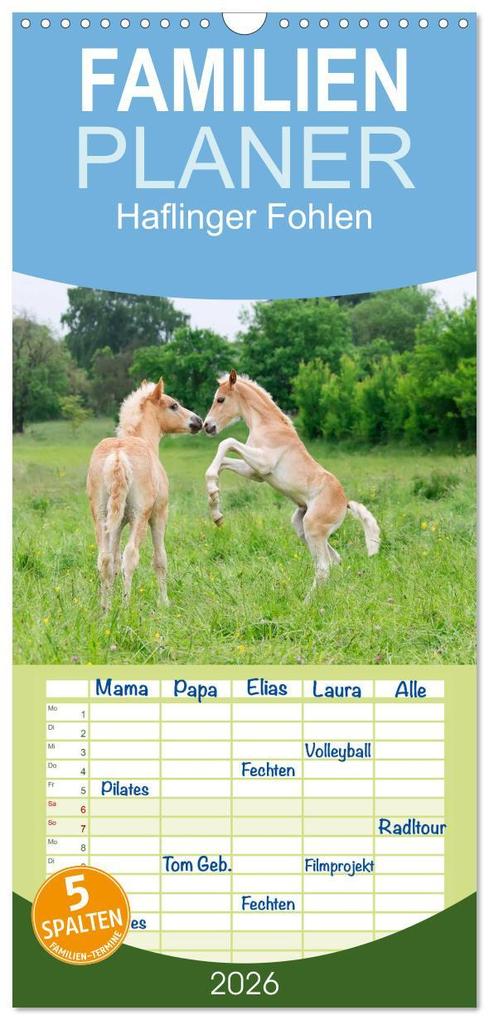 Familienplaner 2026 - Haflinger Fohlen mit 5 Spalten (Wandkalender 21 x 45 cm) CALVENDO