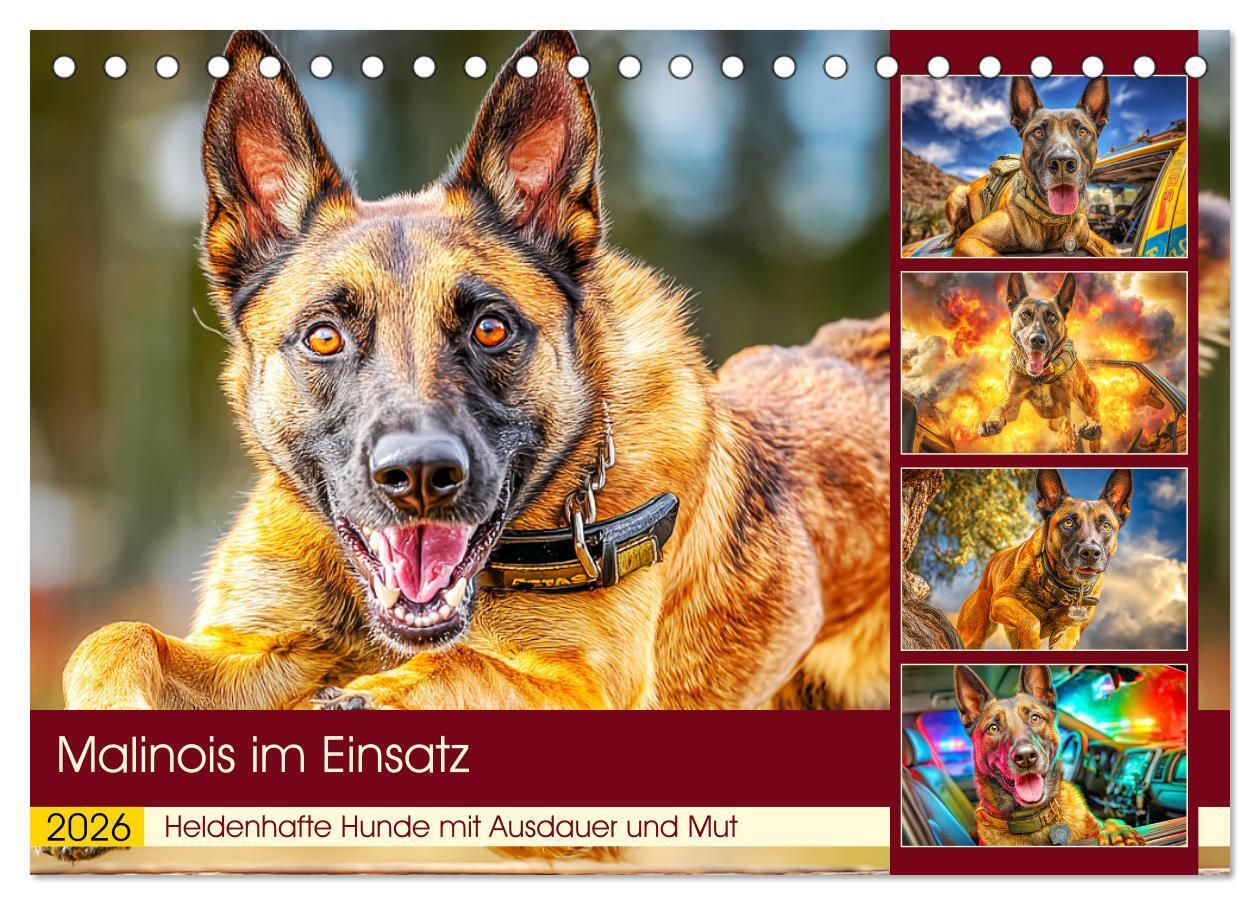 Malinois im Einsatz. Heldenhafte Hunde mit Ausdauer und Mut (Tischkalender 2026 DIN A5 quer) CALVENDO Monatskalender