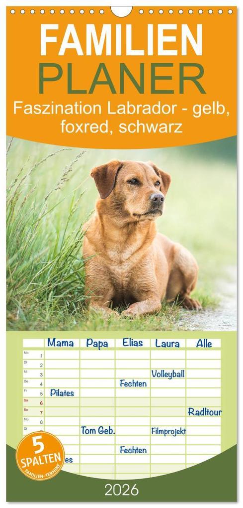 Familienplaner 2026 - Faszination Labrador - gelb foxred schwarz mit 5 Spalten (Wandkalender 21 x 45 cm) CALVENDO