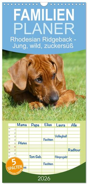 Familienplaner 2026 - Rhodesian Ridgeback - Jung wild zuckersüß mit 5 Spalten (Wandkalender 21 x 45 cm) CALVENDO
