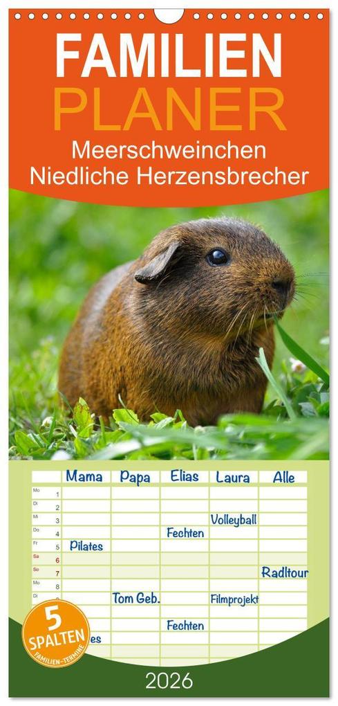 Familienplaner 2026 - Meerschweinchen Niedliche Herzensbrecher mit 5 Spalten (Wandkalender 21 x 45 cm) CALVENDO