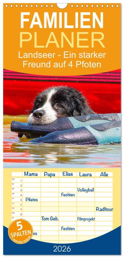 Familienplaner 2026 - Landseer - Ein starker Freund auf 4 Pfoten mit 5 Spalten (Wandkalender 21 x 45 cm) CALVENDO