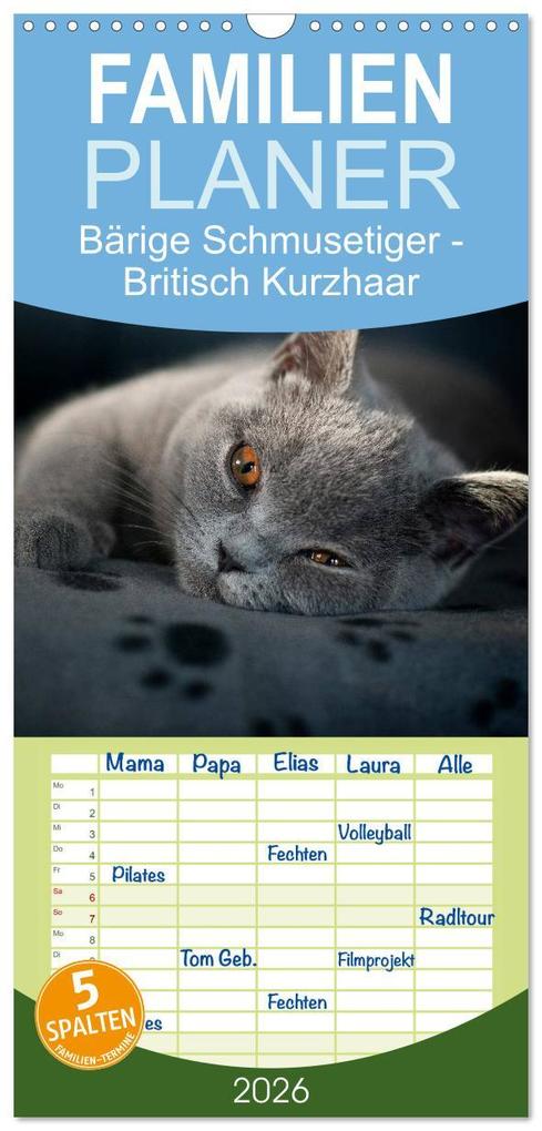Familienplaner 2026 - Bärige Schmusetiger - Britisch Kurzhaar mit 5 Spalten (Wandkalender 21 x 45 cm) CALVENDO