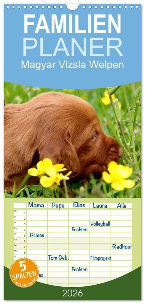 Familienplaner 2026 - Magyar Vizsla Welpen mit 5 Spalten (Wandkalender 21 x 45 cm) CALVENDO
