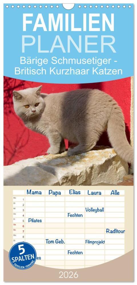 Familienplaner 2026 - Bärige Schmusetiger - Britisch Kurzhaar Katzen mit 5 Spalten (Wandkalender 21 x 45 cm) CALVENDO