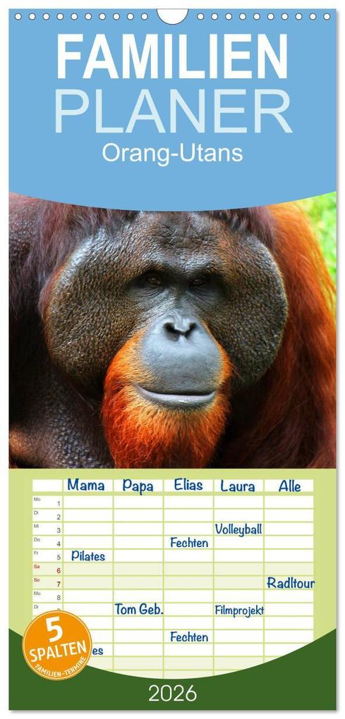Familienplaner 2026 - Orang-Utans mit 5 Spalten (Wandkalender 21 x 45 cm) CALVENDO