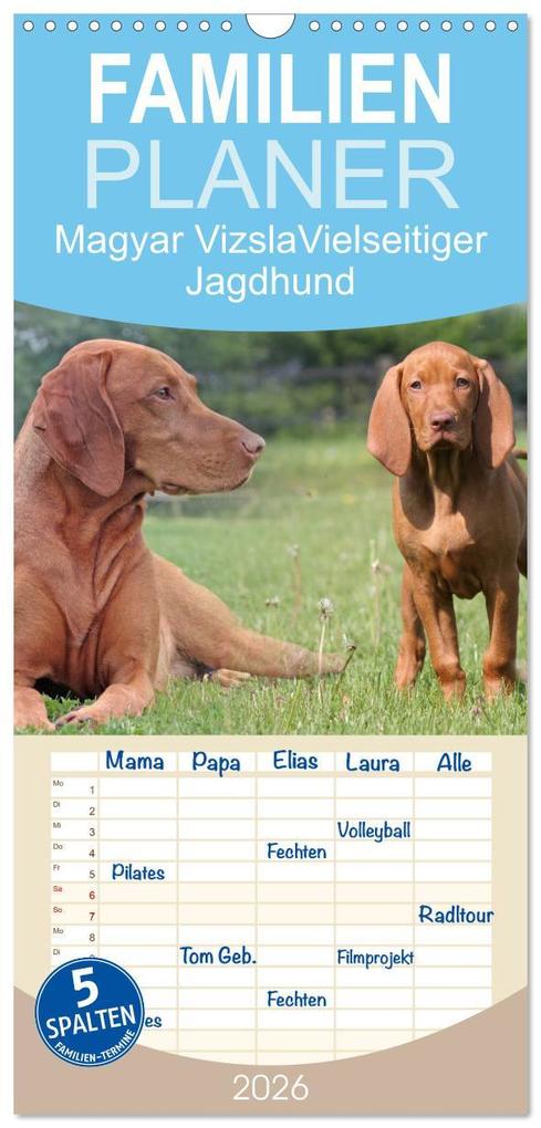Familienplaner 2026 - Magyar Vizsla - Vielseitiger Jagdhund mit 5 Spalten (Wandkalender 21 x 45 cm) CALVENDO