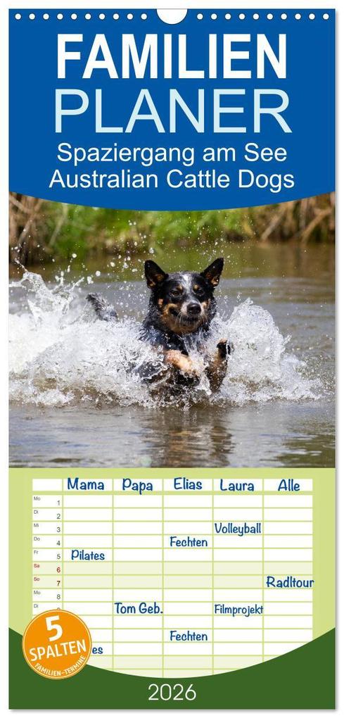 Familienplaner 2026 - Spaziergang am See Australian Cattle Dogs mit 5 Spalten (Wandkalender 21 x 45 cm) CALVENDO