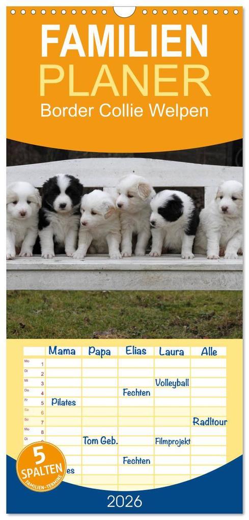Familienplaner 2026 - Border Collie Welpen mit 5 Spalten (Wandkalender 21 x 45 cm) CALVENDO
