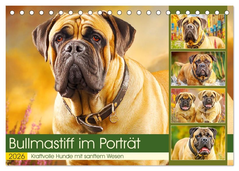 Bullmastiff im Porträt. Kraftvolle Hunde mit sanftem Wesen (Tischkalender 2026 DIN A5 quer) CALVENDO Monatskalender