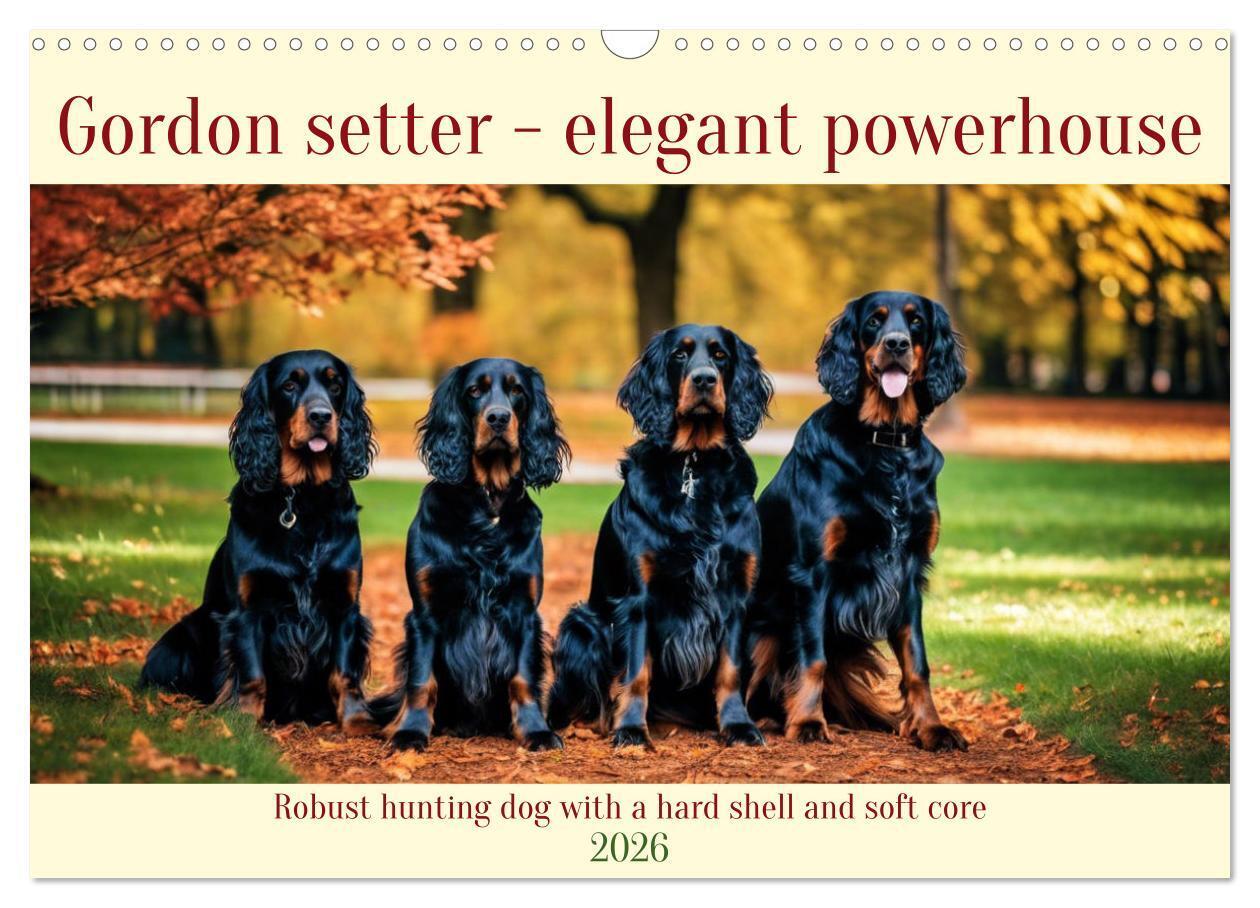 Gordon Setter - elegant powerhouse (Wall Calendar 2026 DIN A3 landscape) CALVENDO 12 Month Wall Calendar