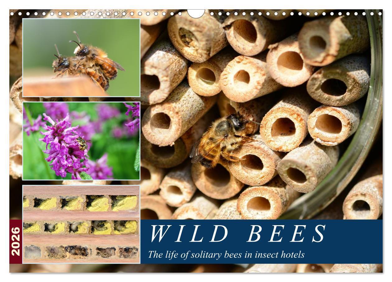 Wild bees - The life of solitary bees in insect hotels (Wall Calendar 2026 DIN A3 landscape) CALVENDO 12 Month Wall Calendar