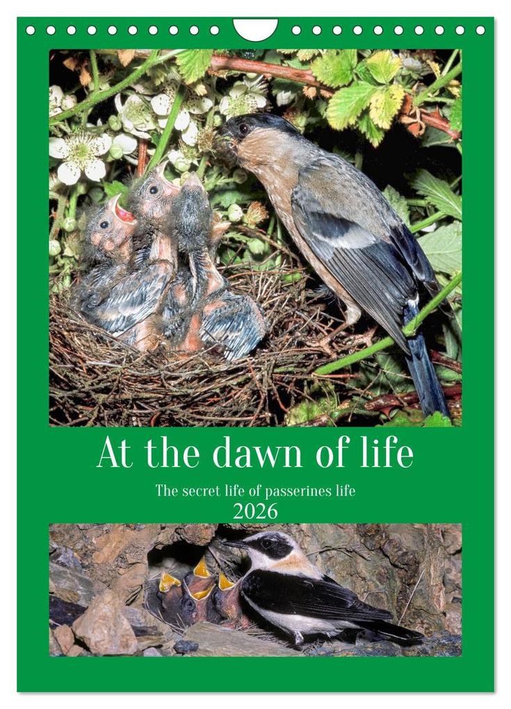 At the dawn of life the secret life of passerines (Wall Calendar 2026 DIN A4 portrait) CALVENDO 12 Month Wall Calendar