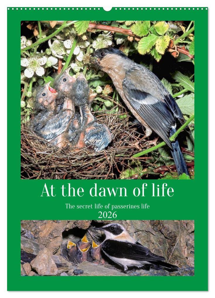 At the dawn of life the secret life of passerines (Wall Calendar 2026 DIN A2 portrait) CALVENDO 12 Month Wall Calendar