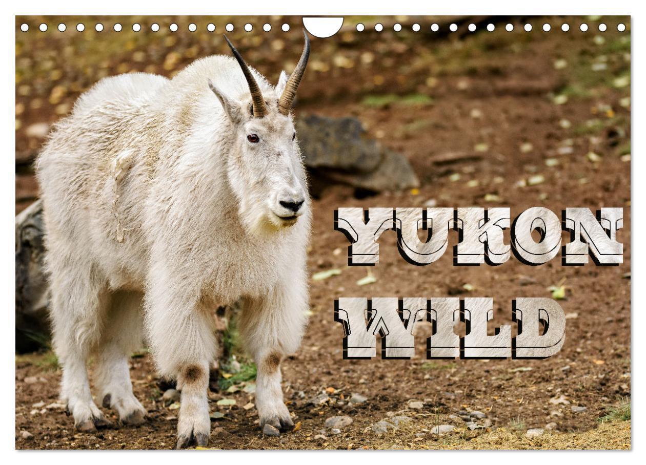 Yukon Wild (Wall Calendar 2026 DIN A4 landscape) CALVENDO 12 Month Wall Calendar