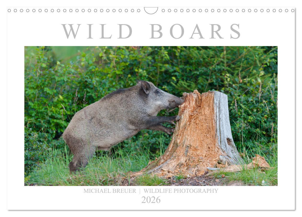 Wild Boars (Wall Calendar 2026 DIN A3 landscape) CALVENDO 12 Month Wall Calendar