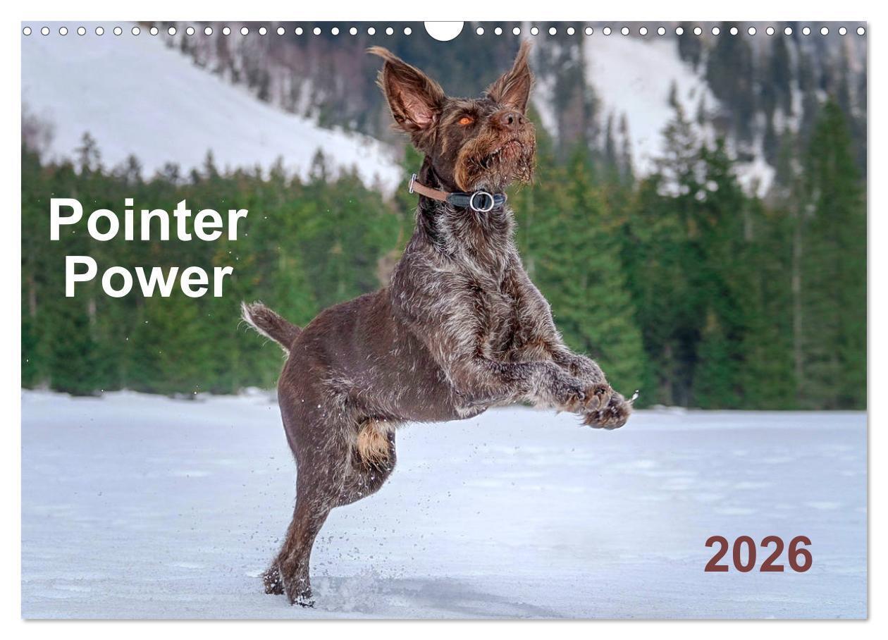 Pointer Power (Wall Calendar 2026 DIN A3 landscape) CALVENDO 12 Month Wall Calendar