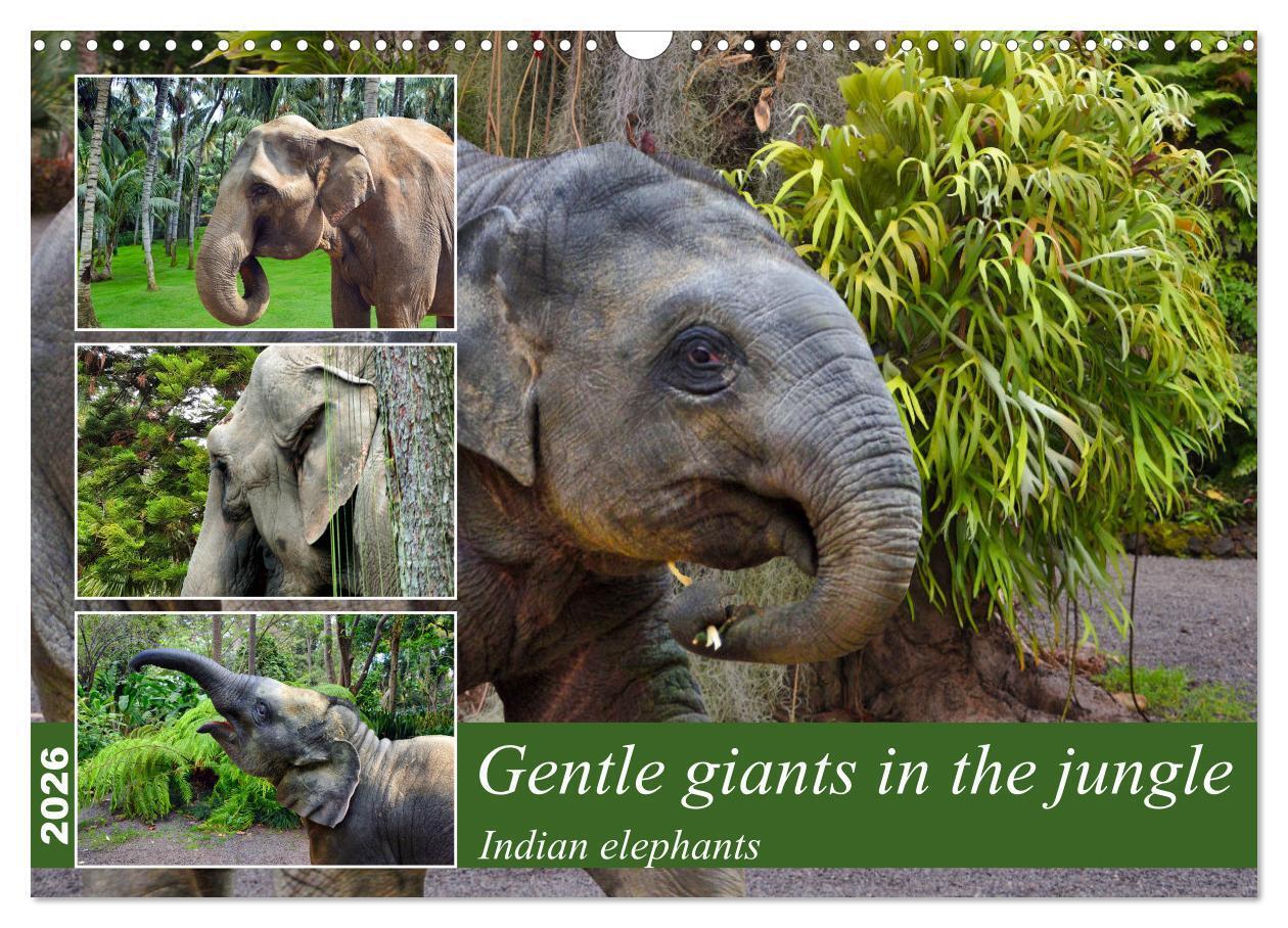 Gentle giants in the jungle (Wall Calendar 2026 DIN A3 landscape) CALVENDO 12 Month Wall Calendar