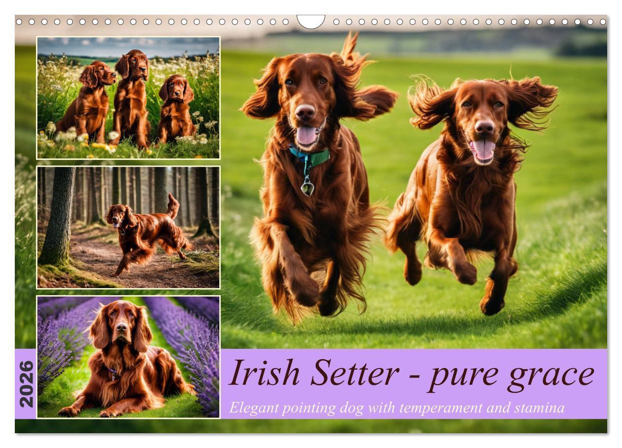 Irish Setter - pure grace (Wall Calendar 2026 DIN A3 landscape) CALVENDO 12 Month Wall Calendar