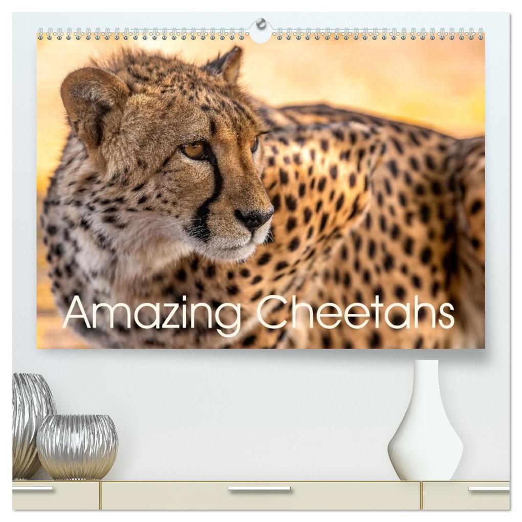 Amazing Cheetahs (High Quality Premium Wall Calendar 2026 DIN A2 landscape)CALVENDO 12 Month Wall Calendar