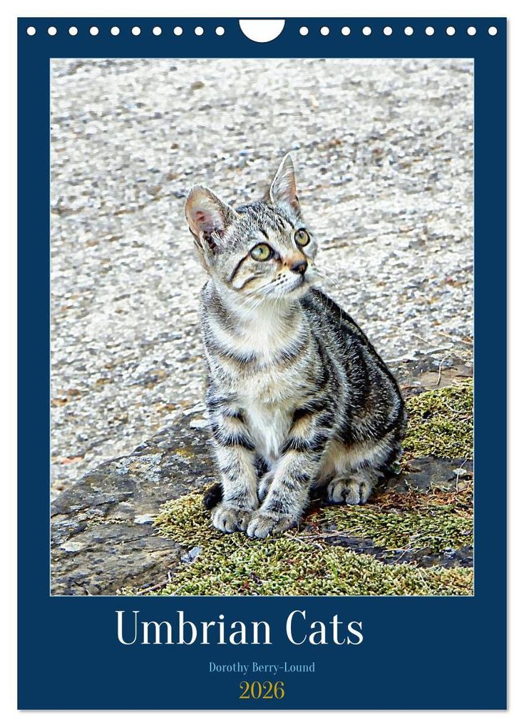 Umbrian Cats (Wall Calendar 2026 DIN A4 portrait) CALVENDO 12 Month Wall Calendar