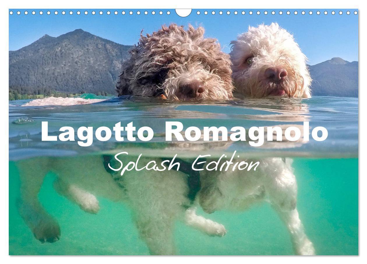 Lagotto Romagnolo Splash Edition (Wall Calendar 2026 DIN A3 landscape) CALVENDO 12 Month Wall Calendar