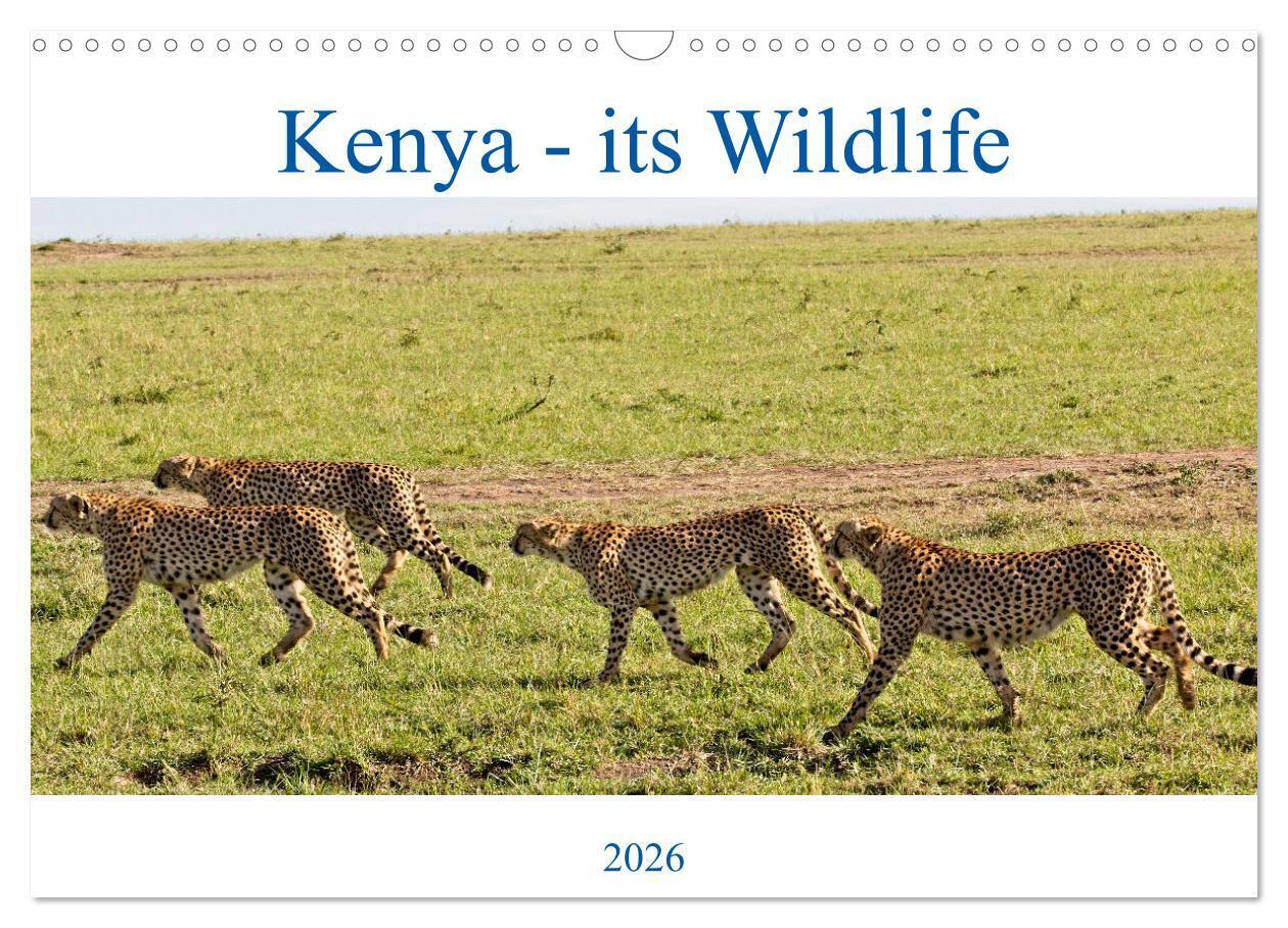 Kenya - its Wildlife (Wall Calendar 2026 DIN A3 landscape) CALVENDO 12 Month Wall Calendar