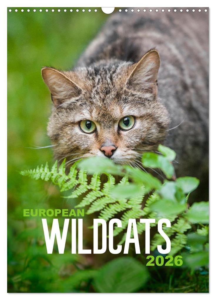 European Wildcats (Wall Calendar 2026 DIN A3 portrait) CALVENDO 12 Month Wall Calendar