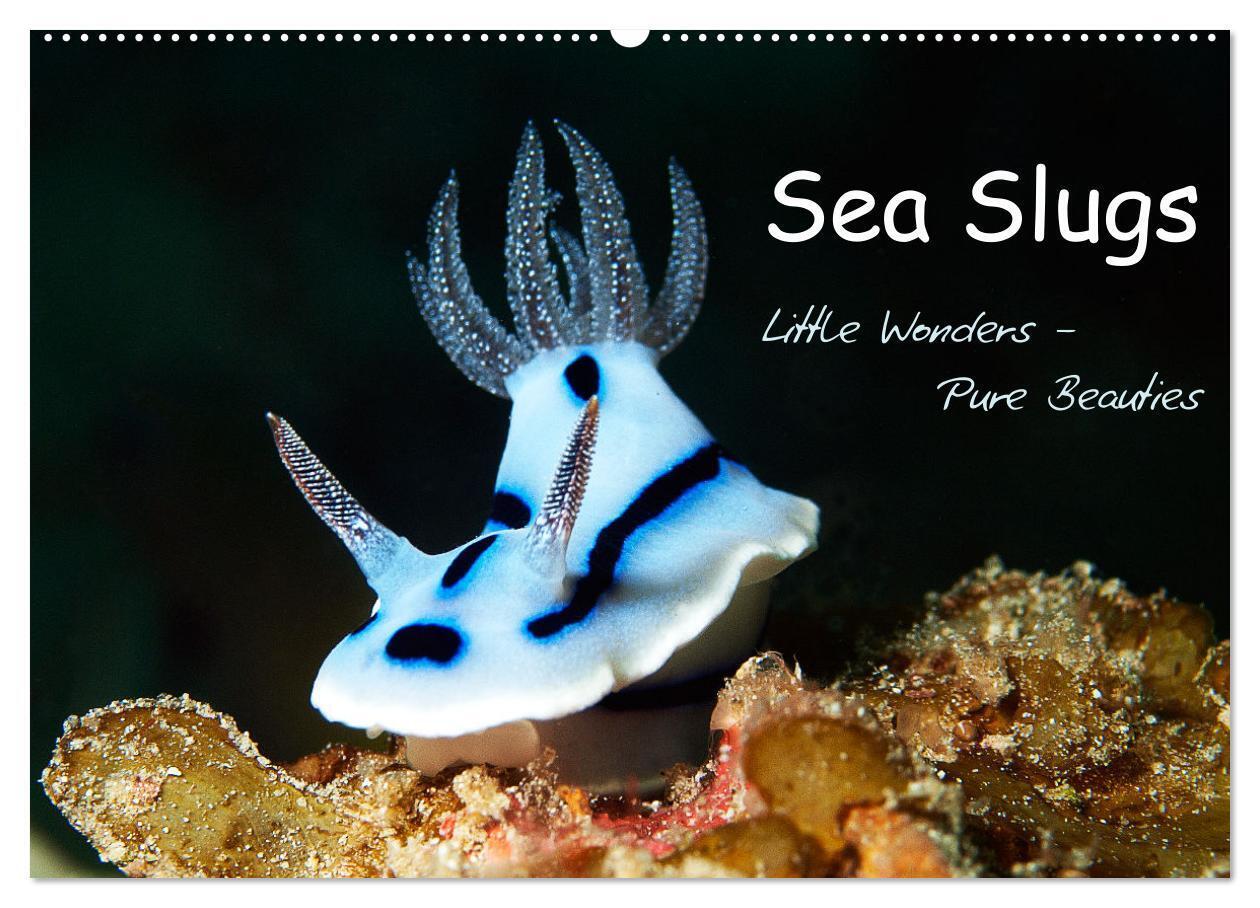 Sea Slugs - Little Wonders - Pure Beauties (Wall Calendar 2026 DIN A2 landscape) CALVENDO 12 Month Wall Calendar