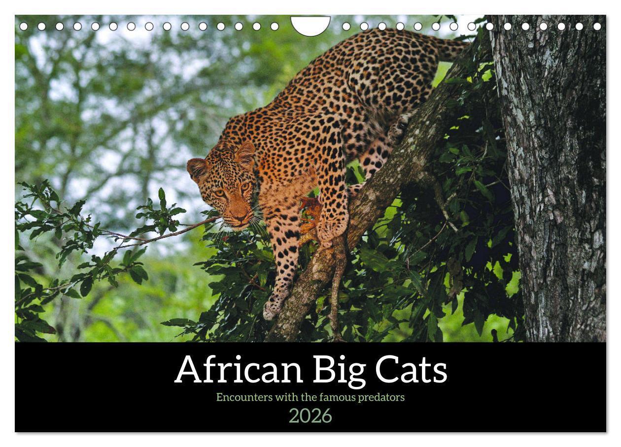 African Big Cats (Wall Calendar 2026 DIN A4 landscape) CALVENDO 12 Month Wall Calendar